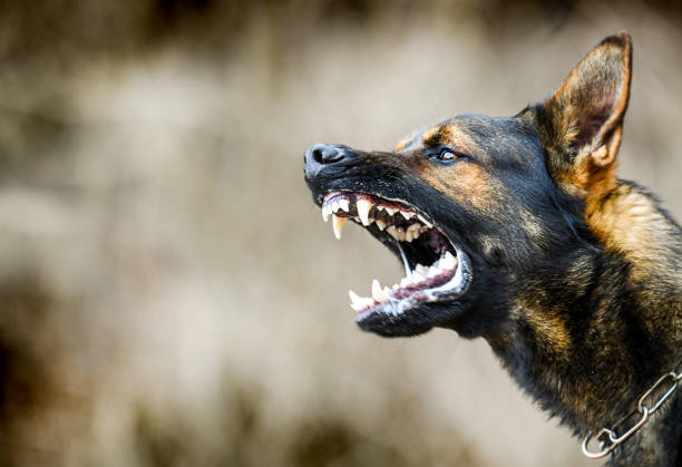 Mascotas sin correa, multas sin piedad: Funes cobrará hasta $500 mil para quienes dejen animales sueltos 